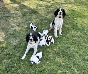 English Springer Spaniel Litter for sale in COLOGNE, MN, USA