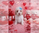 Small Photo #114 Goldendoodle (Miniature) Puppy For Sale in GASTONIA, NC, USA
