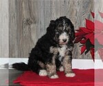 Small Photo #4 Bernedoodle Puppy For Sale in HONEY BROOK, PA, USA