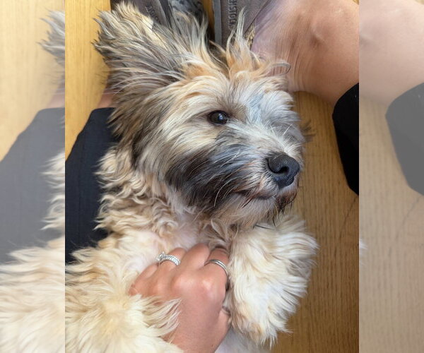 Medium Photo #4 Shih Tzu-Unknown Mix Puppy For Sale in Grafton, WI, USA