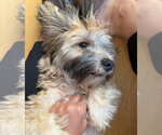 Small #3 Shih Tzu Mix