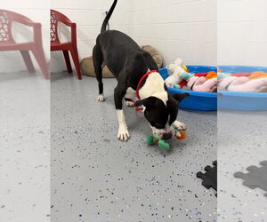 Gator - Male American Staffordshire Terrier-Boxer Mix Dog for Adoption - Photo #3