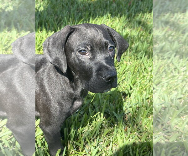 Medium Photo #4 Labrador Retriever-Unknown Mix Puppy For Sale in Sanford, FL, USA