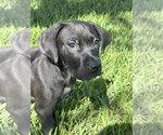 Small Photo #4 Labrador Retriever-Unknown Mix Puppy For Sale in Sanford, FL, USA
