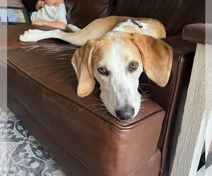 Hank - Male American Foxhound Dog for Adoption - Photo #3
