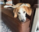 Small Photo #3 American Foxhound Puppy For Sale in Holly Springs, NC, USA