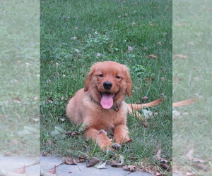 Golden Retriever Puppy for Sale in MECHANICSVILLE, Maryland USA