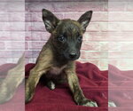 Small #2 Australian Shepherd Mix