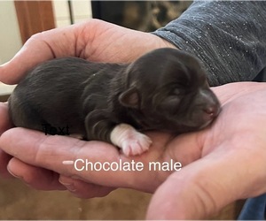 Havanese Puppy for Sale in MISHAWAKA, Indiana USA