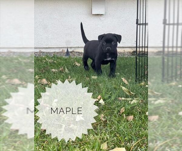 Medium Photo #1 Mutt Puppy For Sale in Camarillo, CA, USA