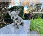 Small Photo #202 French Bulldog Puppy For Sale in HAYWARD, CA, USA