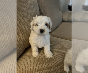 Medium Cocker Spaniel-Poodle (Miniature) Mix