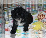 Small #5 Poodle (Toy)-Zuchon Mix
