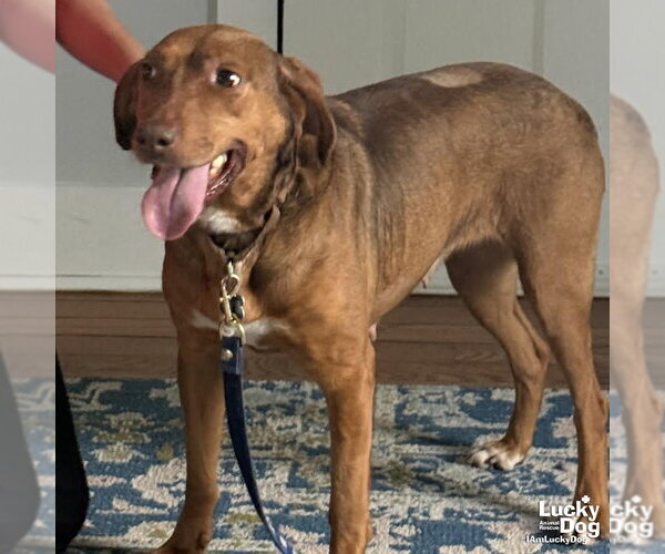 Medium Photo #4 Mutt Puppy For Sale in Washington, DC, USA