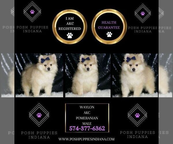 Medium Photo #2 Pomeranian Puppy For Sale in WARSAW, IN, USA