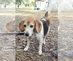 Small Photo #2 Beagle Puppy For Sale in Melrose, FL, USA