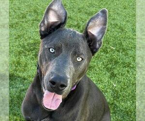 OLIVER - Male Labmaraner Dog for Adoption - Photo #2
