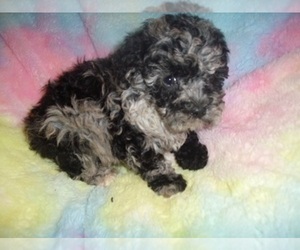 Poodle (Toy) Puppy for Sale in JACKSON, Mississippi USA