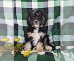 Small Photo #2 Miniature Bernedoodle-Poodle (Miniature) Mix Puppy For Sale in OXFORD, PA, USA
