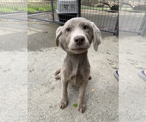 Labrador Retriever Puppy for sale in ELK GROVE, CA, USA
