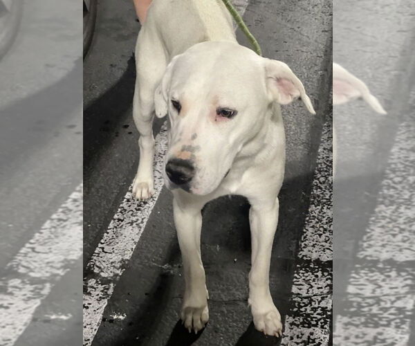 Medium Photo #6 American Bulldog-Labrador Retriever Mix Puppy For Sale in Dana Point, CA, USA