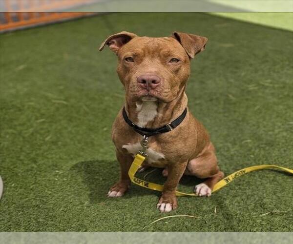 Medium Photo #1 Mutt Puppy For Sale in Las Vegas, NV, USA