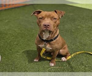 Mutt Dogs for adoption in Las Vegas, NV, USA