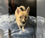 Small #4 Pomsky