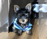 Small Photo #2 Yorkshire Terrier Puppy For Sale in ANTRIM, NH, USA
