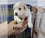 Small Photo #10 Pookimo Puppy For Sale in CLARE, MI, USA