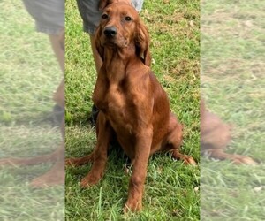 Irish Setter Puppy for sale in LEBANON, MO, USA