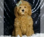 Puppy Nacho F1B Goldendoodle (Miniature)