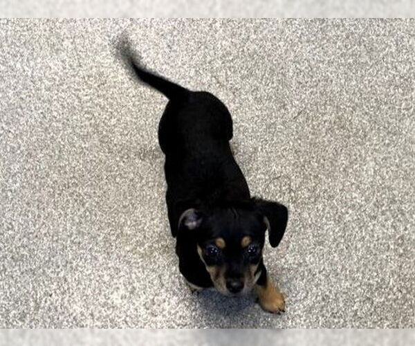 Medium Photo #1 Dachshund-Unknown Mix Puppy For Sale in Orange, CA, USA