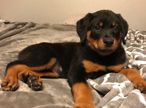 Medium Photo #1 Rottweiler Puppy For Sale in FAIRFIELD, CA, USA