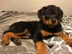 Small Photo #1 Rottweiler Puppy For Sale in FAIRFIELD, CA, USA