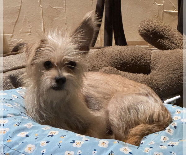 Medium Photo #8 Mutt Puppy For Sale in Lake Elsinore, CA, USA