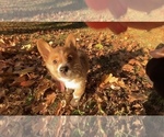 Small #5 Pembroke Welsh Corgi