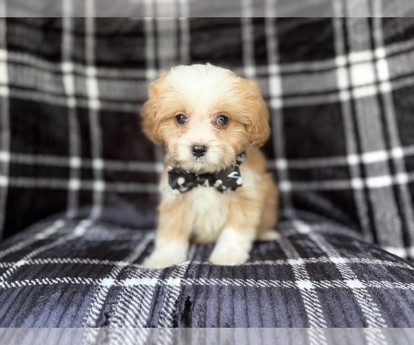 Medium Photo #8 Cavapoo Puppy For Sale in LAKELAND, FL, USA