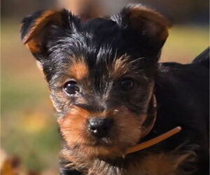Medium Yorkshire Terrier