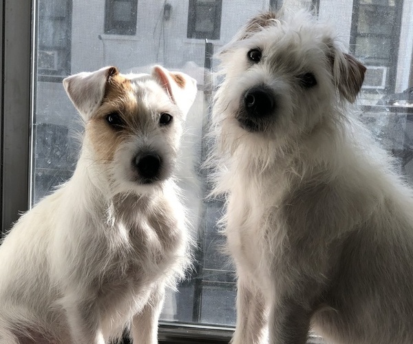 Medium Photo #1 Parson Russell Terrier Puppy For Sale in ASTORIA, NY, USA
