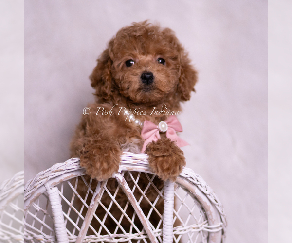 Medium Photo #9 Maltipoo (Miniature) Puppy For Sale in WARSAW, IN, USA