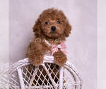 Small Photo #64 Maltipoo (Miniature) Puppy For Sale in WARSAW, IN, USA