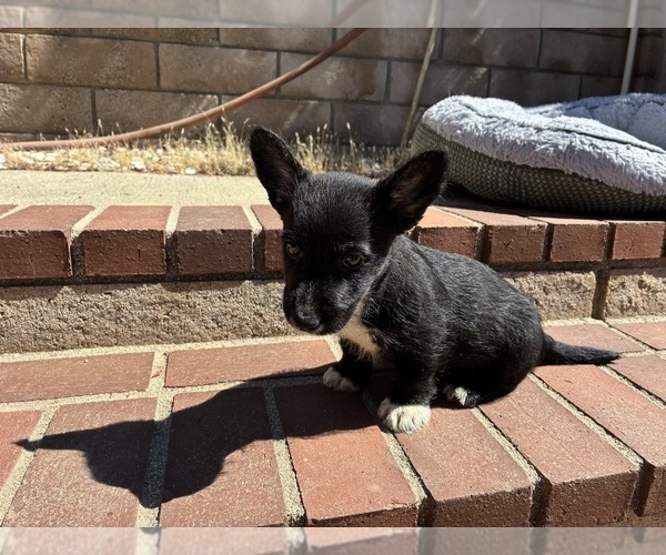 Medium Photo #7 Cardigan Welsh Corgi-Scottish Terrier Mix Puppy For Sale in WILDOMAR, CA, USA