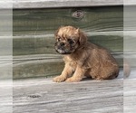 Image preview for Ad Listing. Nickname: Stella