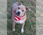 Small American Pit Bull Terrier Mix