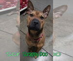 Small #21 American Staffordshire Terrier-Chinese Shar-Pei Mix