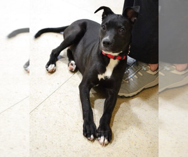 Medium Photo #2 Mutt Puppy For Sale in Enfield, CT, USA