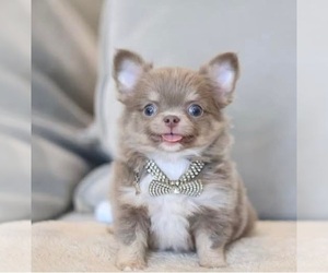 Chihuahua Puppy for sale in SALEM, WV, USA