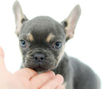 Small Photo #3 French Bulldog Puppy For Sale in CLERMONT, FL, USA