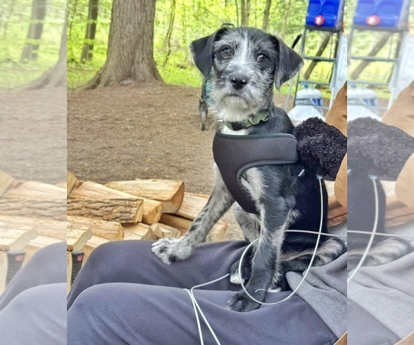 Medium Photo #2 Border-Aussie Puppy For Sale in Fultonham, NY, USA